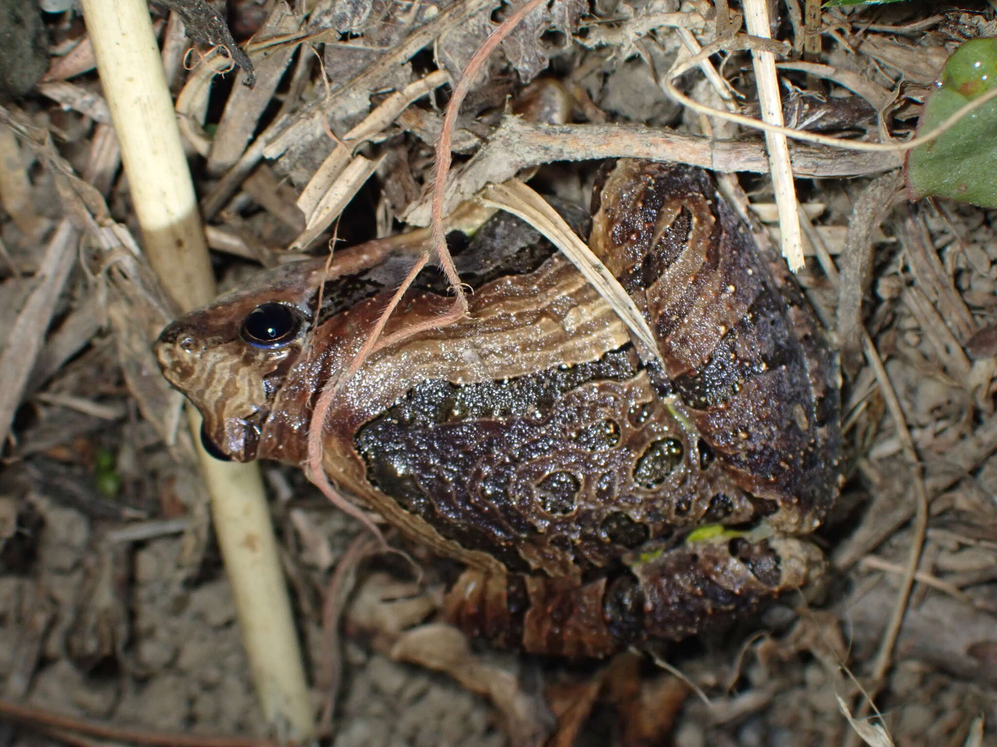 Image of Beautiful Pygmy Frog