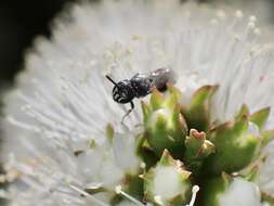 Image of Hylaeus perhumilis (Cockerell 1914)