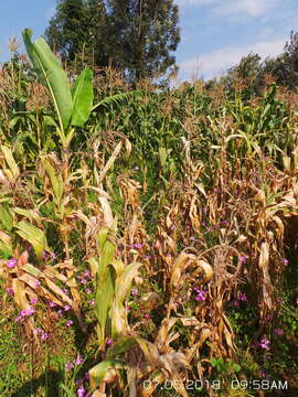 Image de Striga hermonthica (Del.) Benth.