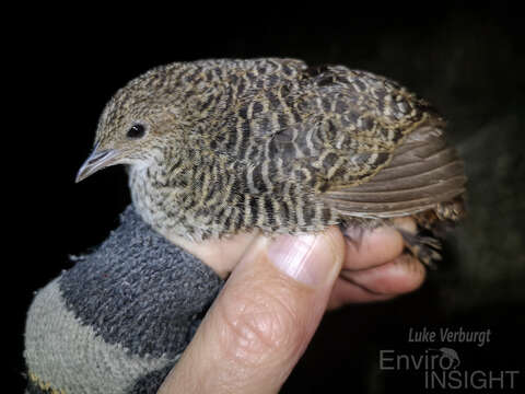 Image of Striped Flufftail