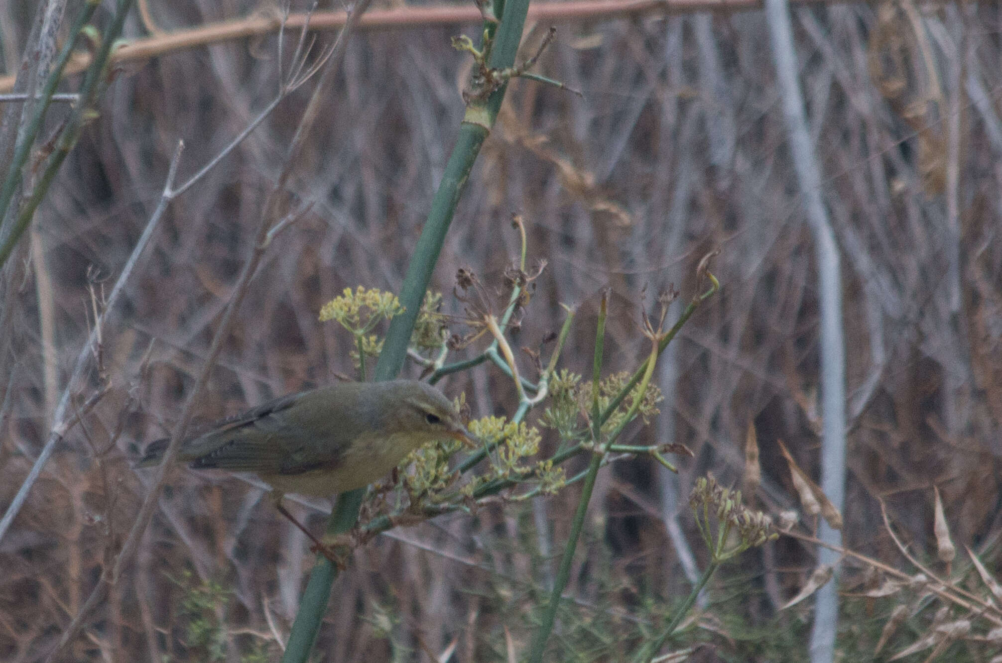 Image of Willow Warbler