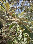 Image of Camphor bush