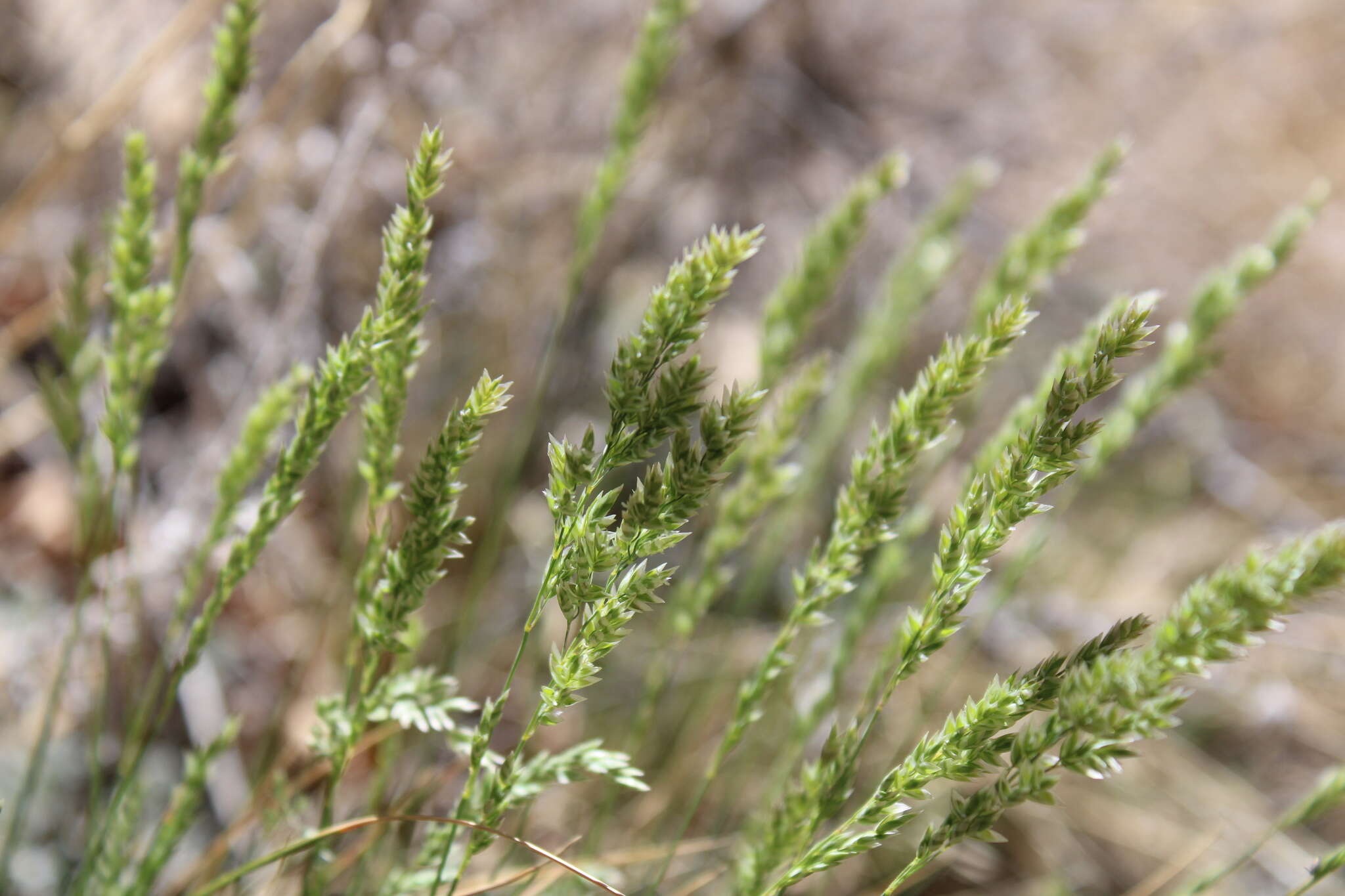 Plancia ëd Poa fendleriana (Steud.) Vasey