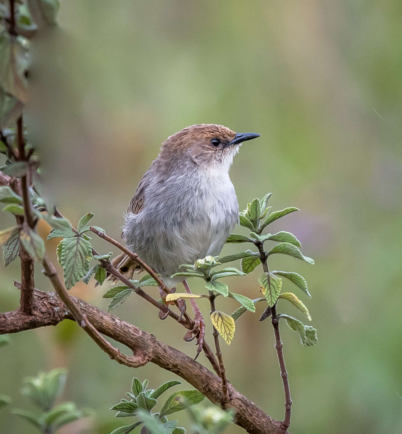 Image of Hunter's Cisticola