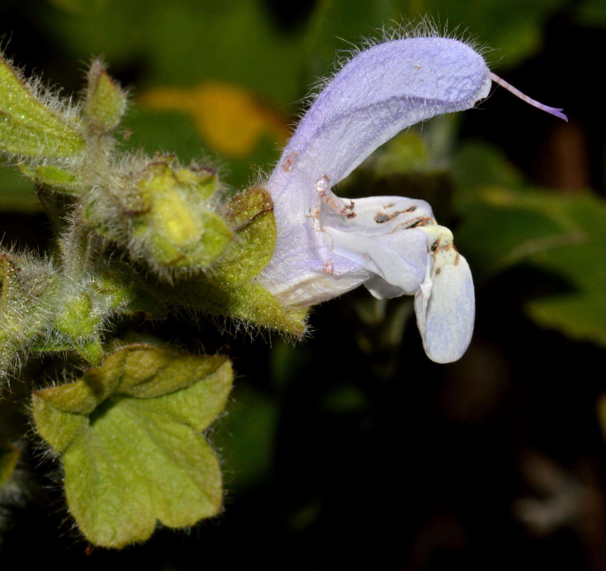 Image of Salvia africana L.