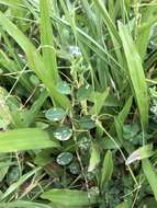 Image of white moneywort