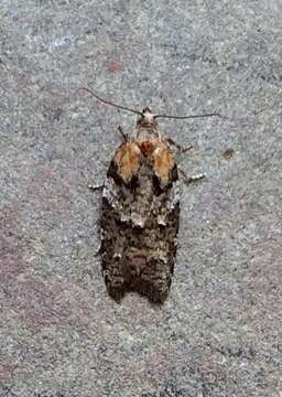 Image of Eastern Black-headed Budworm Moth