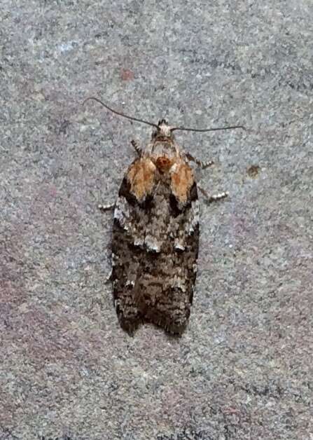 Image of Eastern Black-headed Budworm Moth