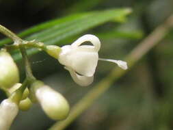 Plancia ëd Psychotria taxifolia Bremek.