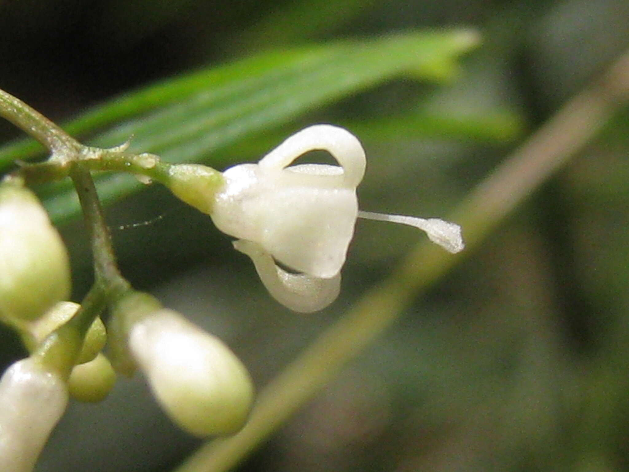 Plancia ëd Psychotria taxifolia Bremek.