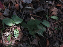 Image de Habenaria arenaria Lindl.