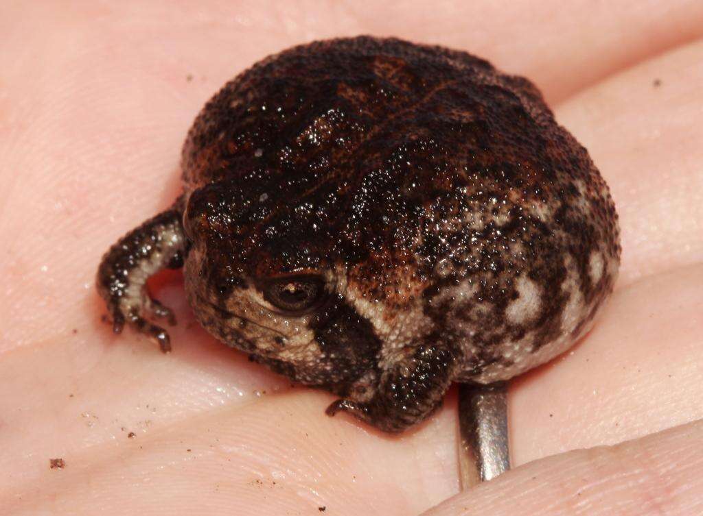 Image of Mountain Rain Frog