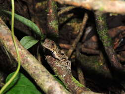 Слика од Anolis scypheus Cope 1864