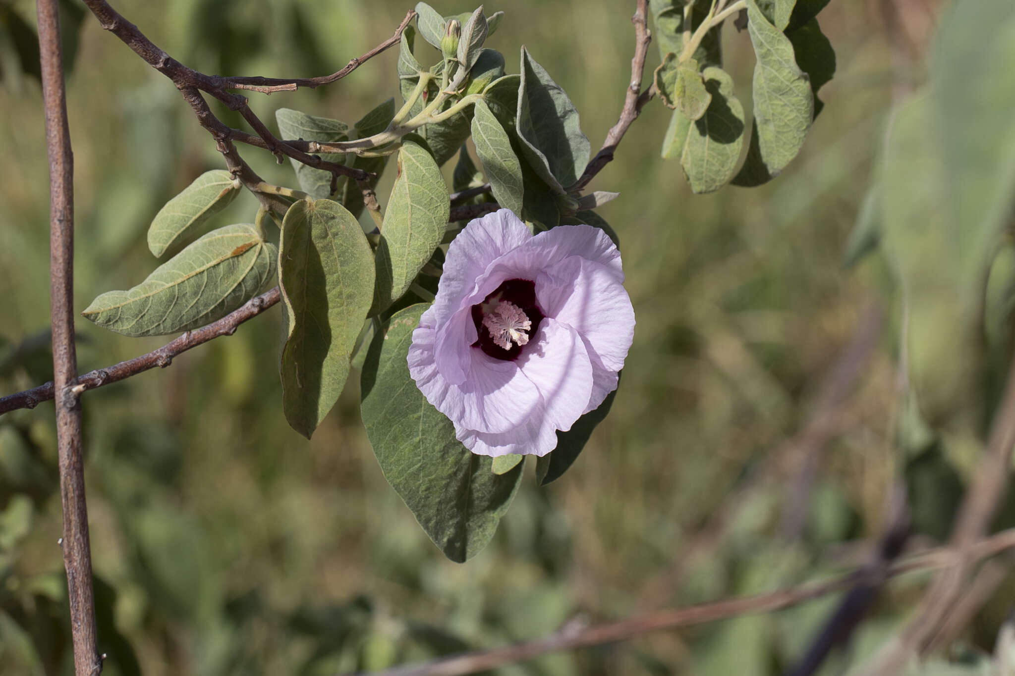 Image of Sturt's desert rose