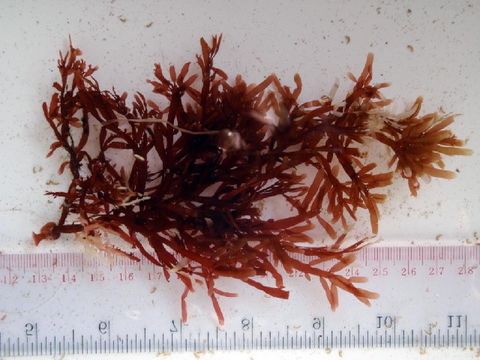 Image of <i>Nizymenia australis</i>
