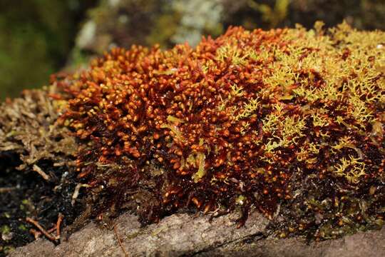 Image of Syzygiella colorata (Lehm.) K. Feldberg, Vána, Hentschel & Heinrichs