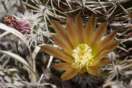 Image of nylon hedgehog cactus