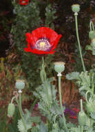 Image of opium poppy