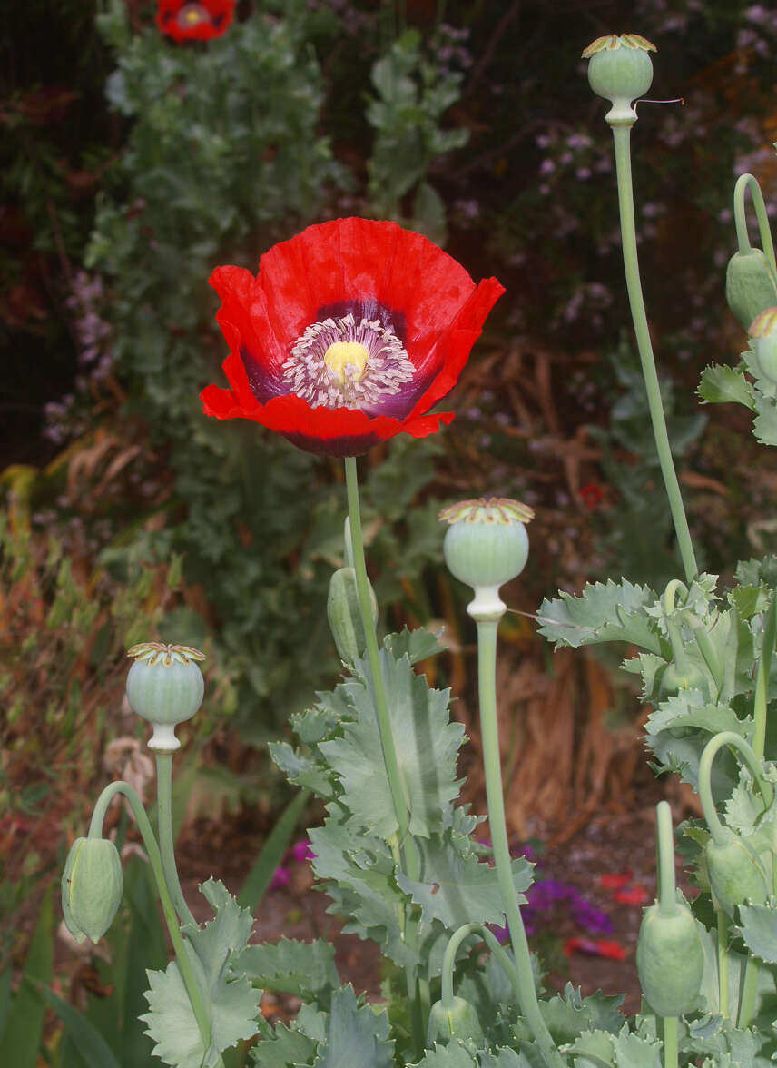 Image of opium poppy