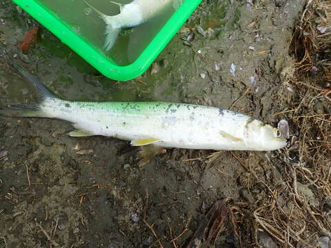 Image of Australian giant herring