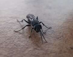 Image of Crabronid wasp