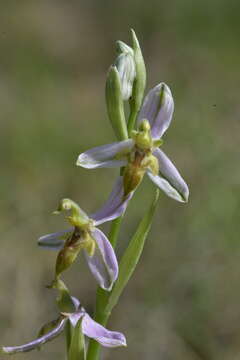 Image of Ophrys apifera var. trollii (Hegetschw.) Rchb. fil.