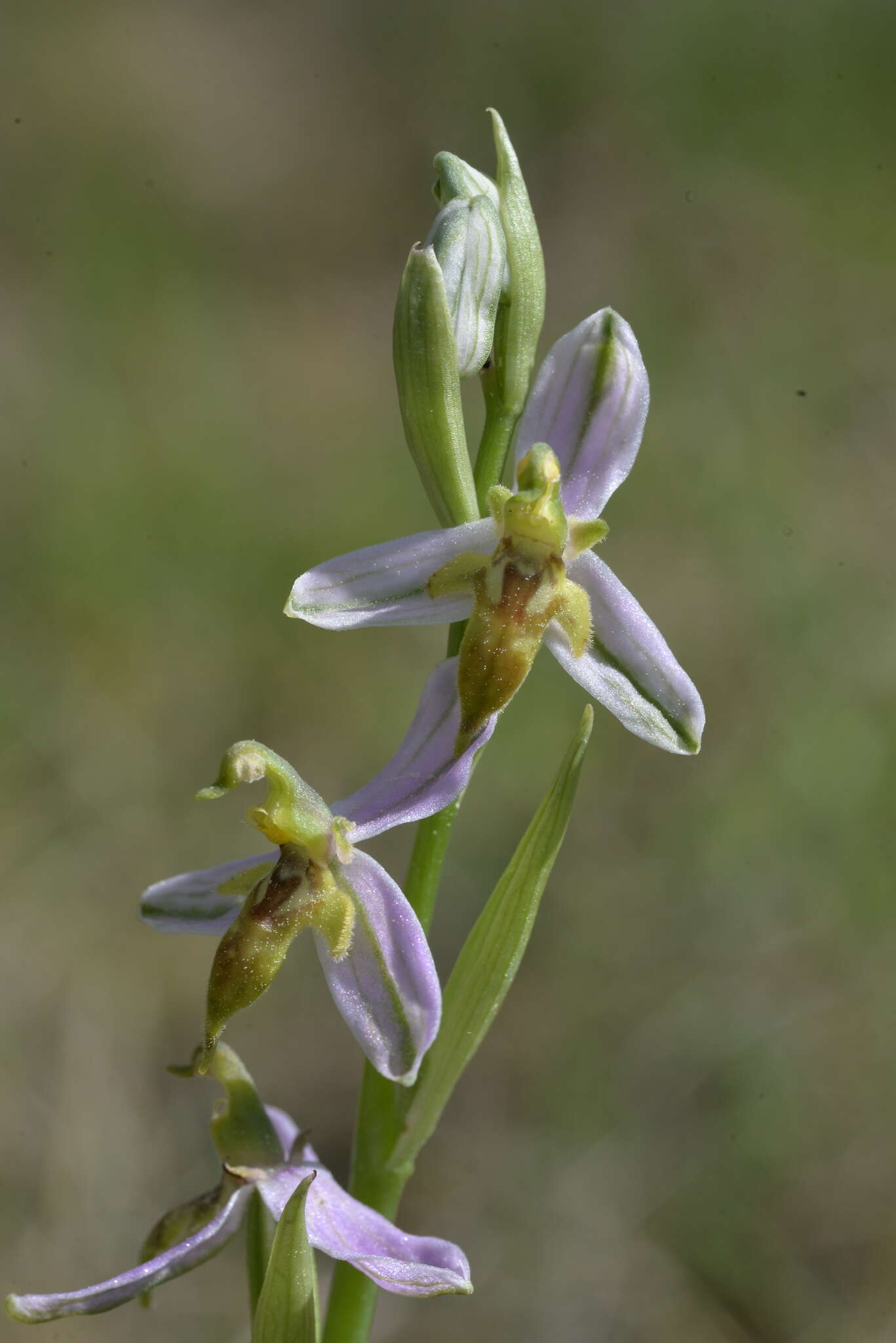 Image of Ophrys apifera var. trollii (Hegetschw.) Rchb. fil.