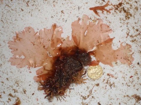 Image of Myriogramme