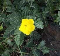 Image of Jamaican feverplant