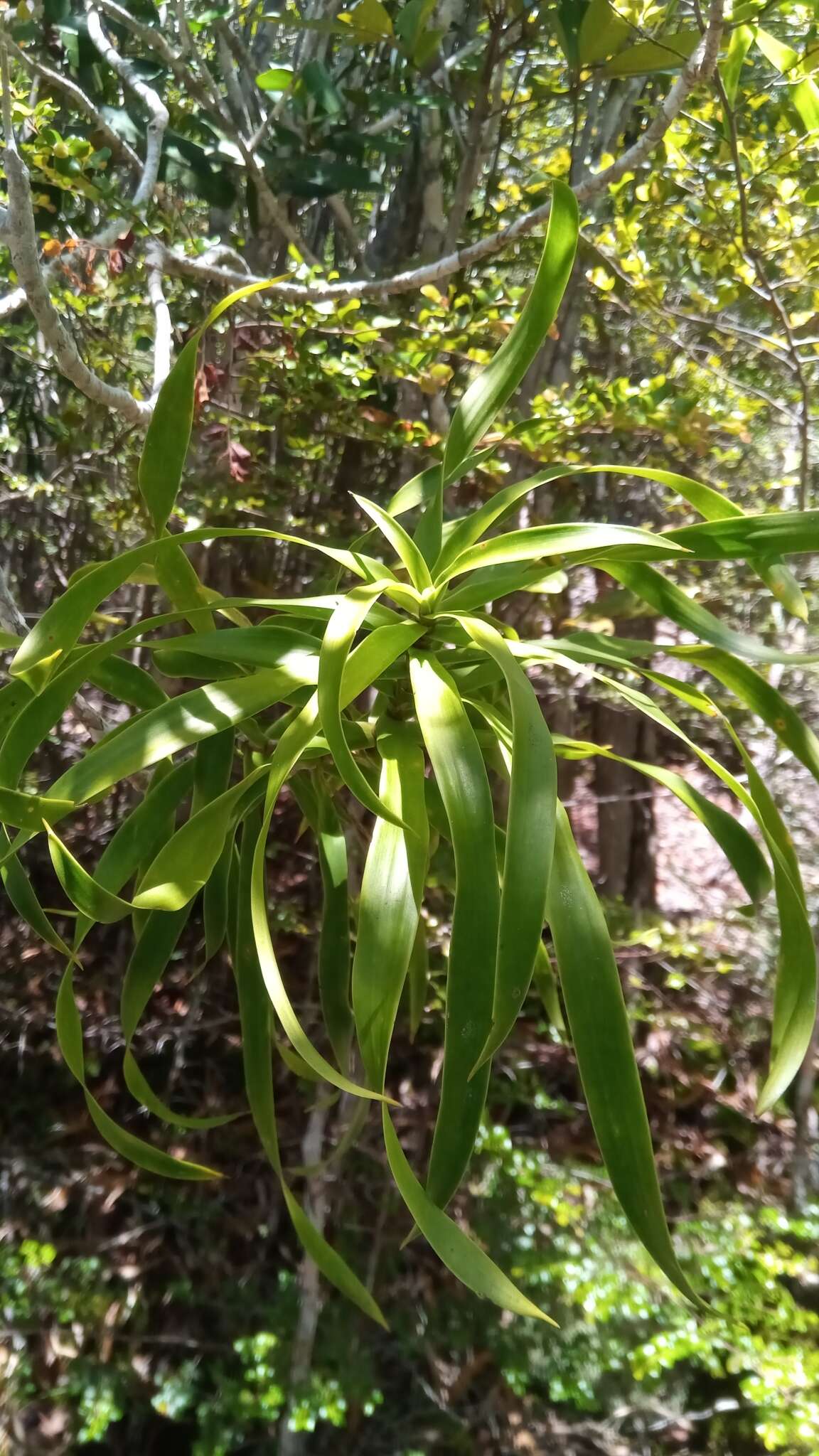 Image of Dracaena reflexa var. condensata H. Perrier