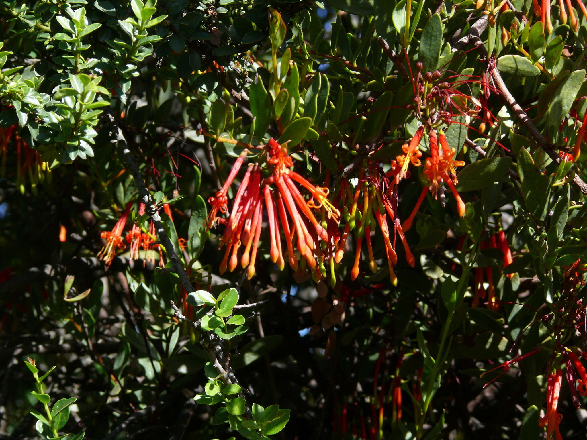 Image of Tristerix penduliflorus J. Kuijt