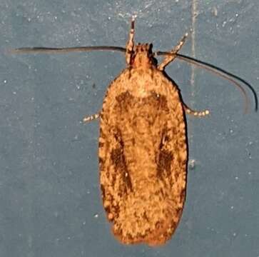 Image of Agonopterix pulvipennella Clemens 1864