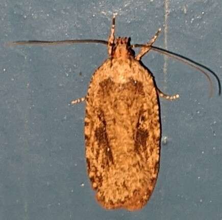 Image de Agonopterix pulvipennella Clemens 1864