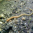 Image of Pygmy pipefish