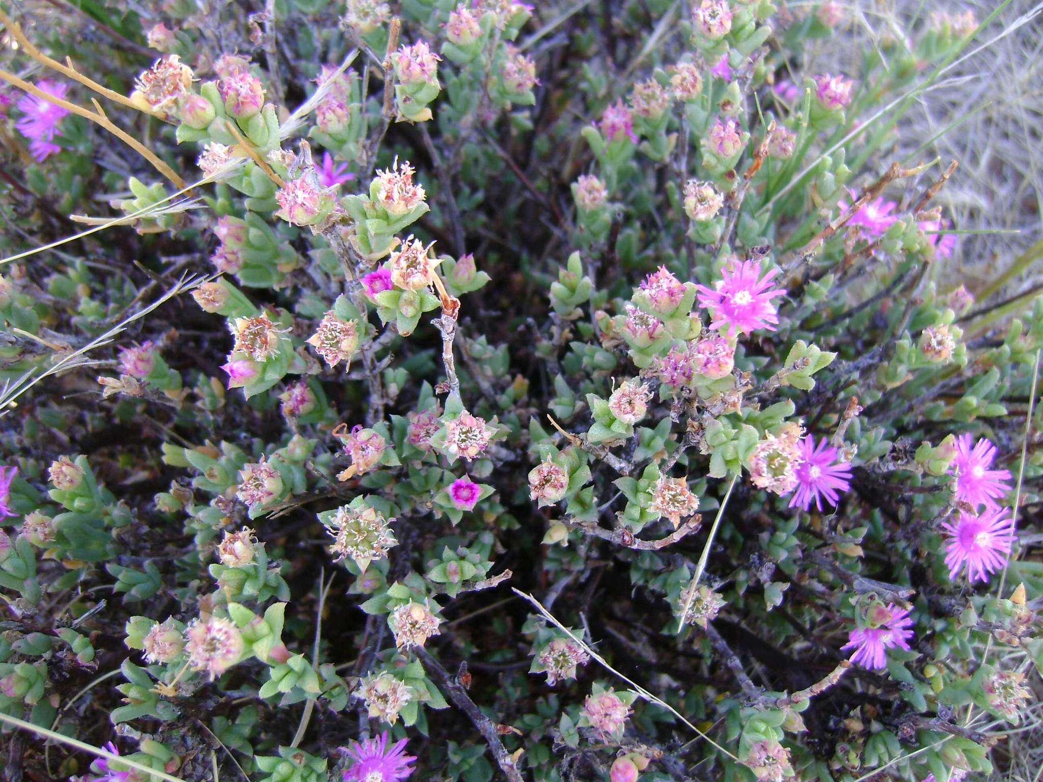 Image of Ruschia hamata (L. Bol.) Schwant.