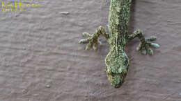 صورة Gekko japonicus (Schlegel 1836)