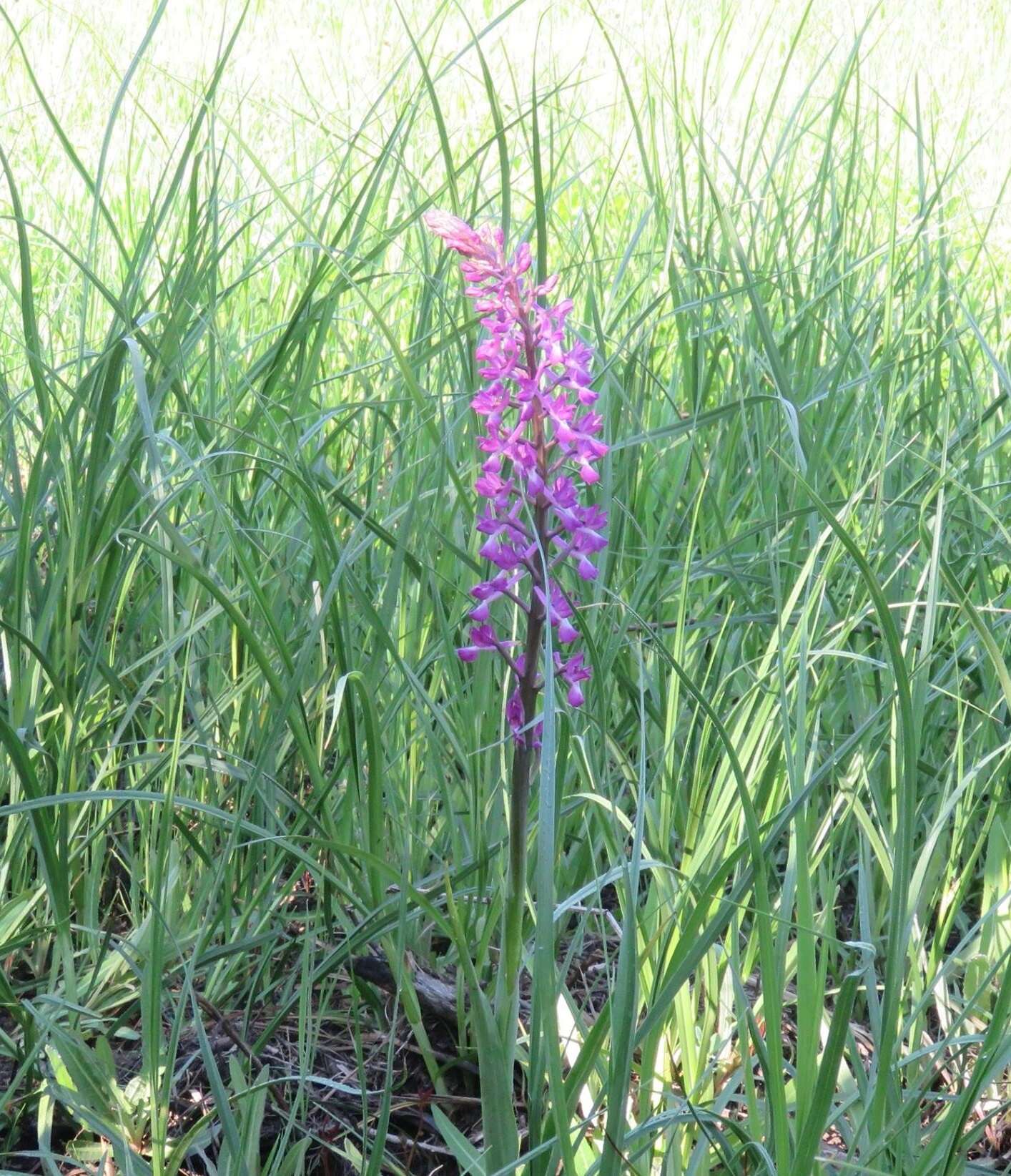 Anacamptis laxiflora (Lam.) R. M. Bateman, Pridgeon & M. W. Chase的圖片