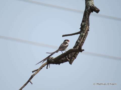 Image of Pin-tailed Whydah