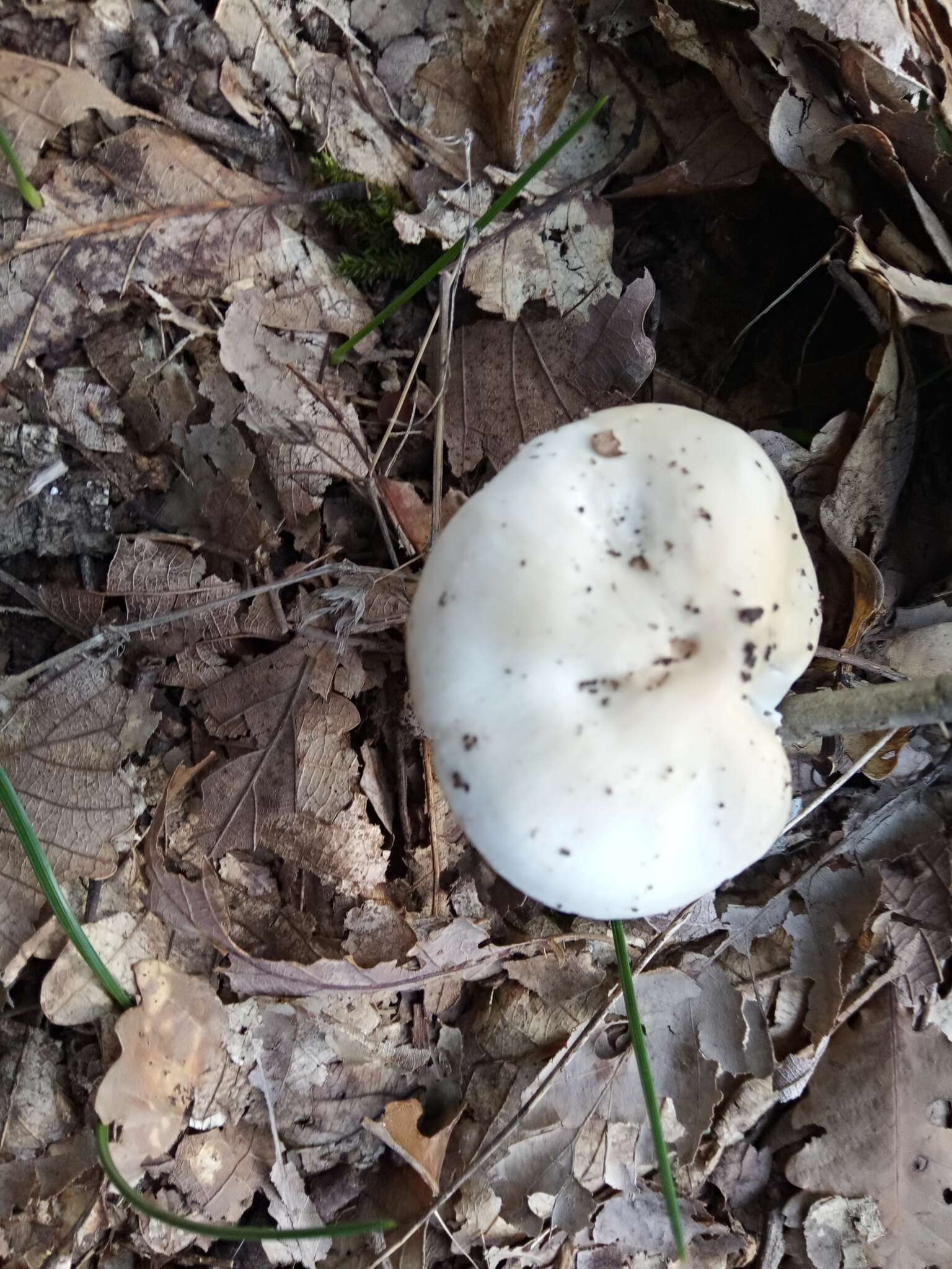 Image of Hygrophorus cossus (Sowerby) Fr. 1838