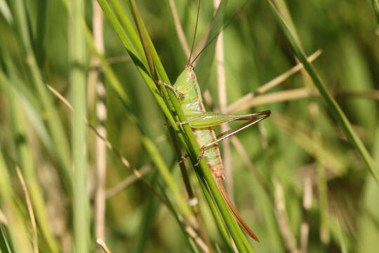 Слика од Conocephalus (Conocephalus) doryphorus (Karny 1907)