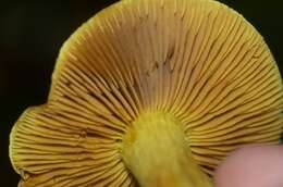 Image of Cortinarius canarius (E. Horak) Gasparini 2014