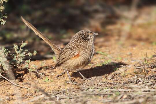 Image of Thick-billed Grasswren