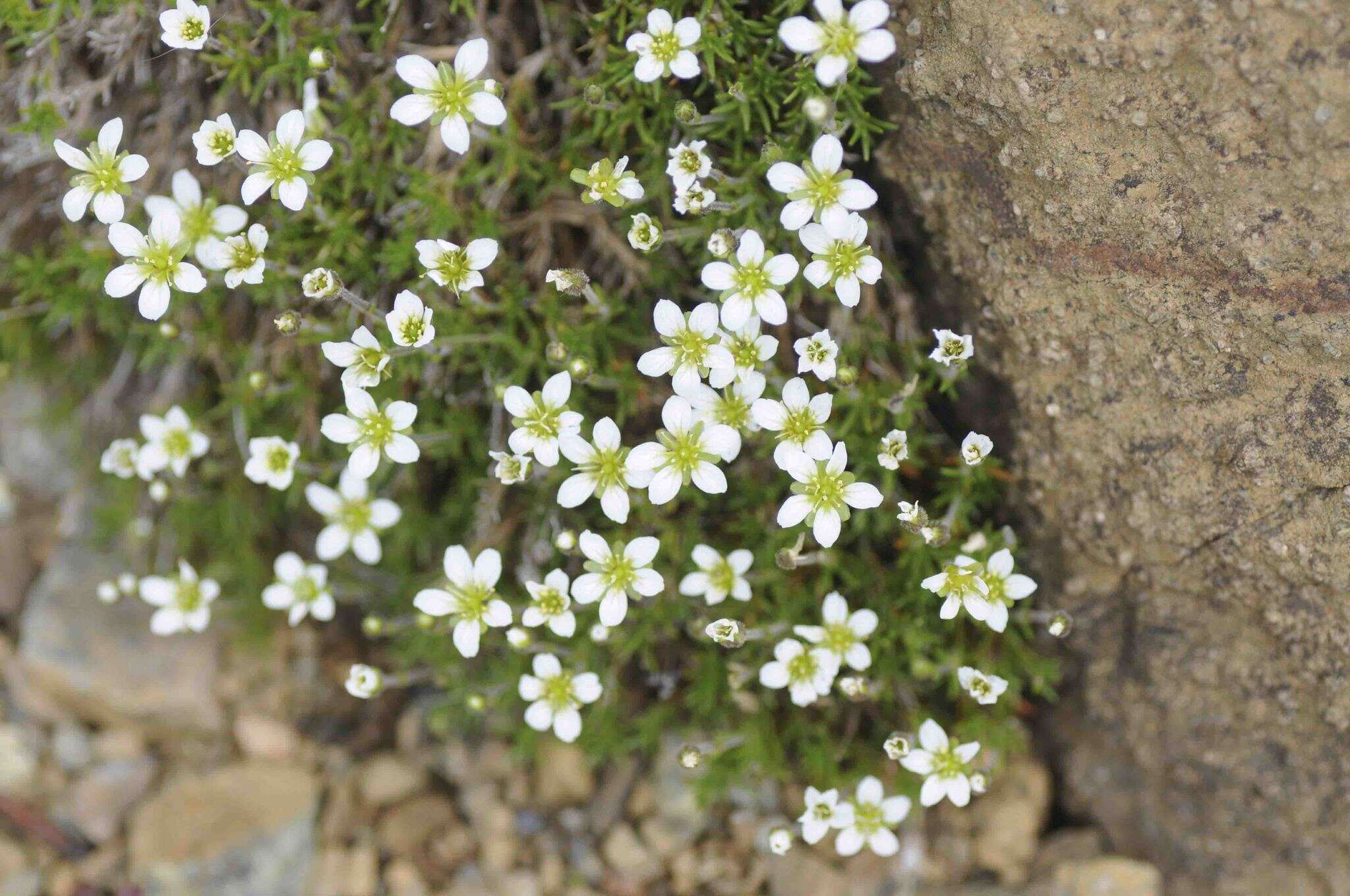 Sivun Cherleria marcescens (Fernald) A. J. Moore & Dillenb. kuva