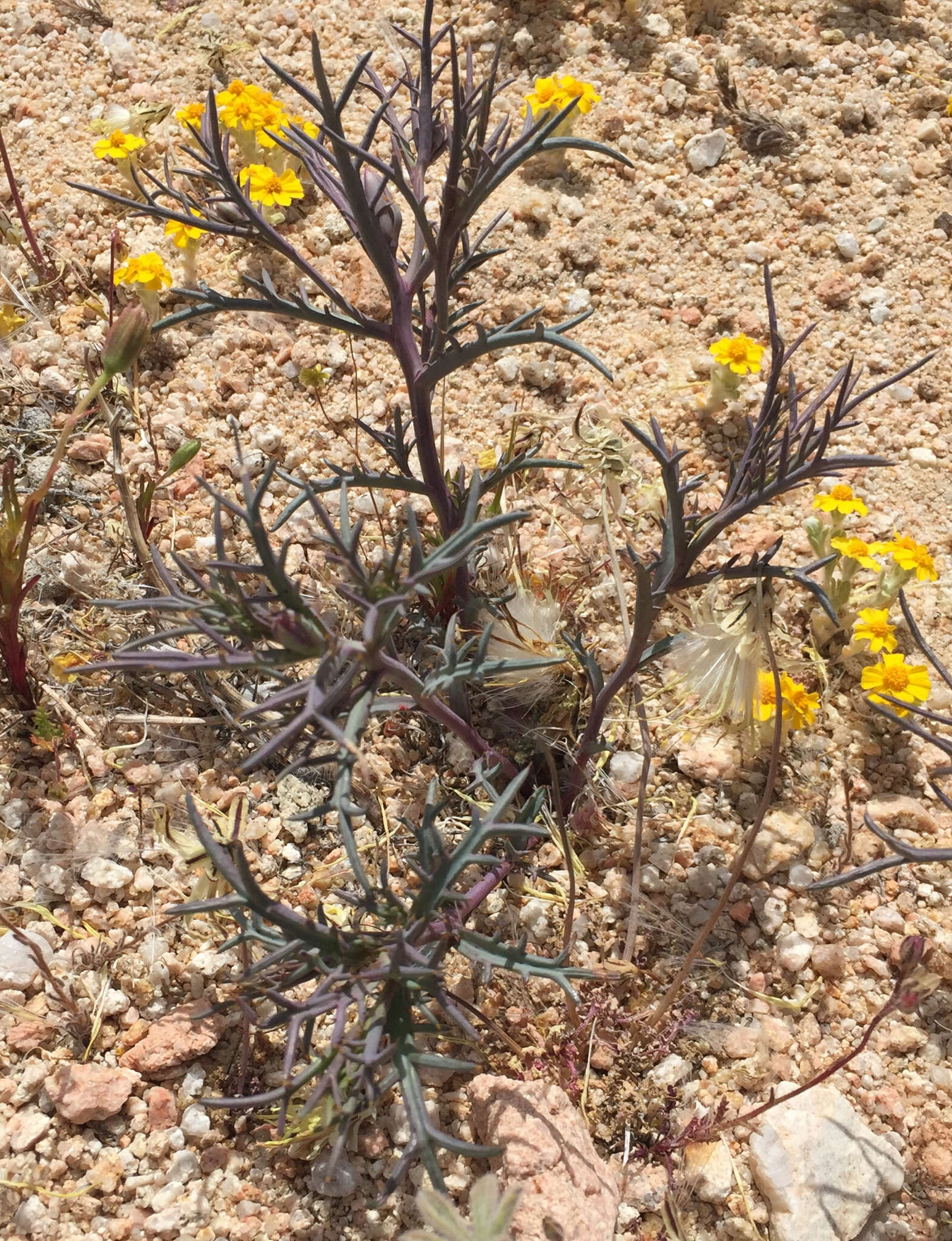 Image of Mojave hole-in-the-sand plant