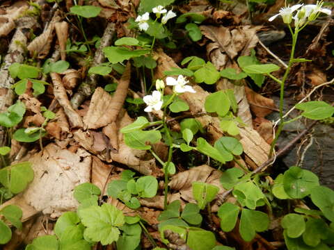 Image of American Bittercress