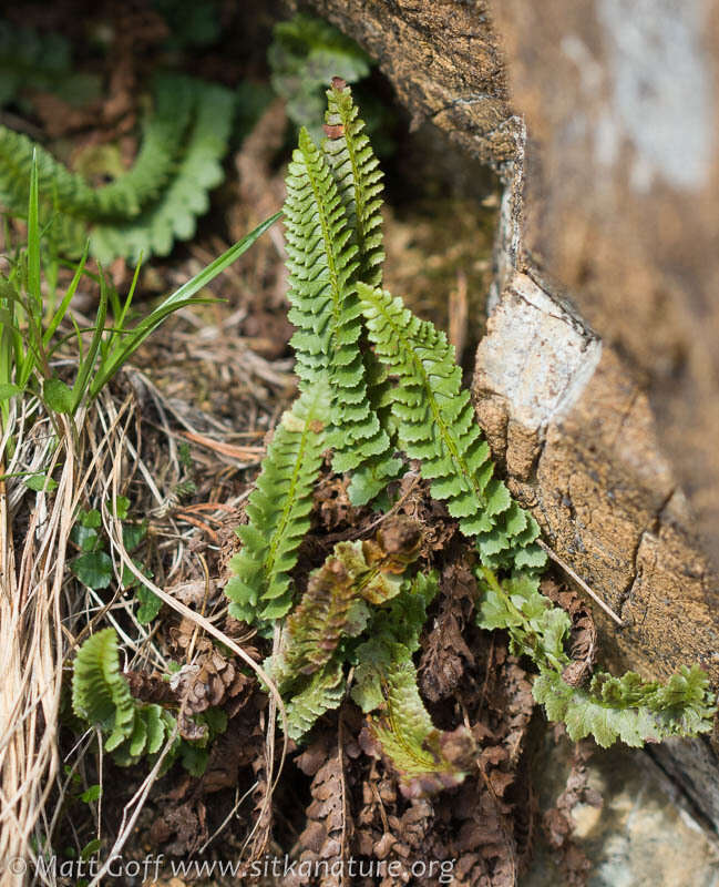 Image de Polystichum kruckebergii W. H. Wagner