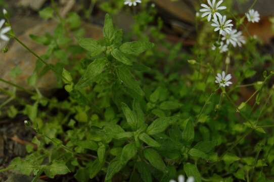 Image of Mexican Starwort