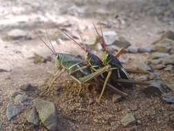 Plancia ëd Staleochlora arcuata iguazuensis Roberts, H. R. & Carbonell 1992