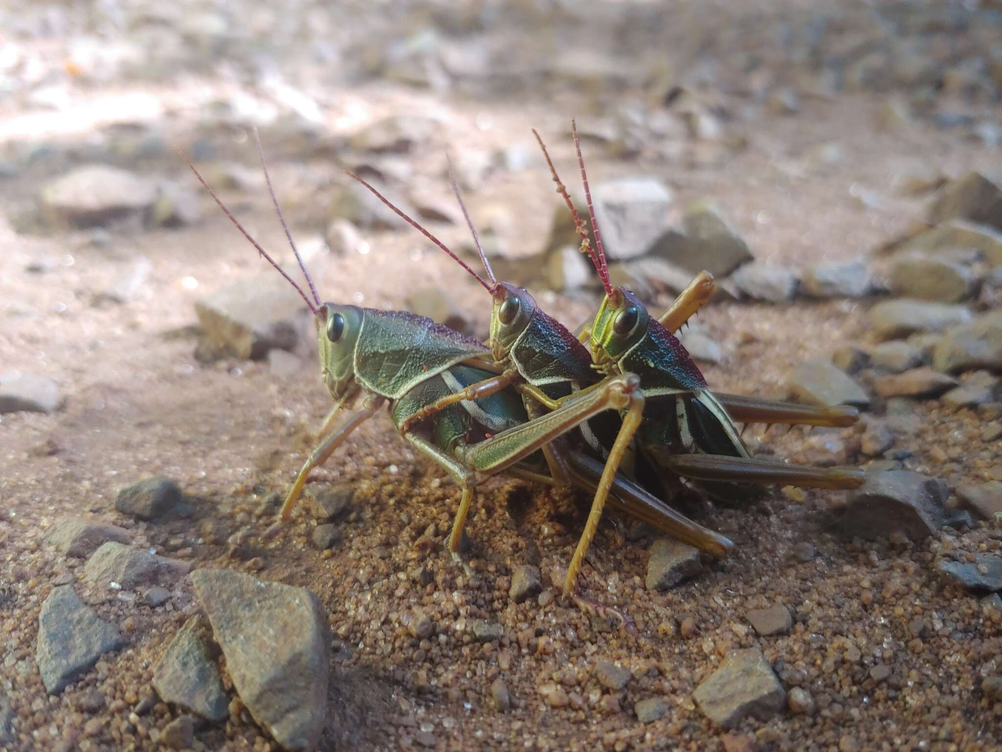 Plancia ëd Staleochlora arcuata iguazuensis Roberts, H. R. & Carbonell 1992