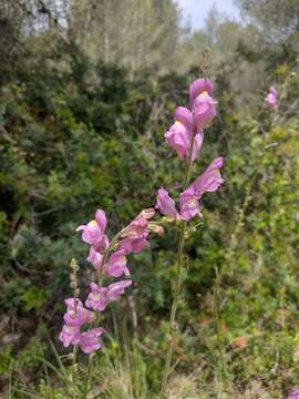 Image of Antirrhinum litigiosum Pau